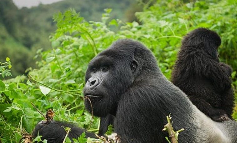 What are the Species of gorillas in Africa? – Gorilla Uganda journal