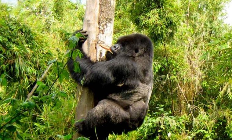 What is the best time for gorilla trekking? – Gorilla Uganda journal