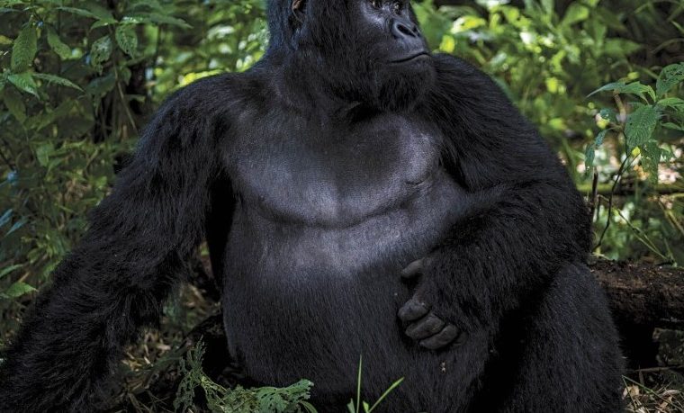 What to wear for gorilla trekking in Uganda? – Gorilla Uganda journal