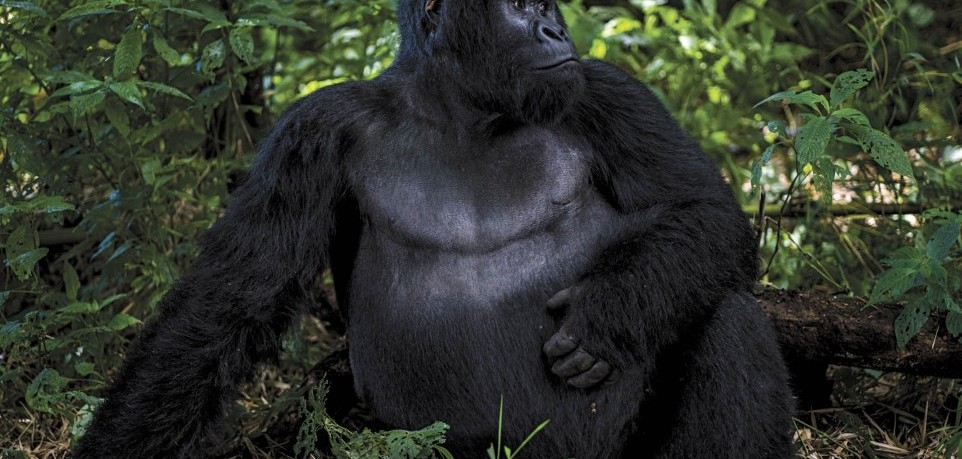 What to wear for gorilla trekking in Uganda?