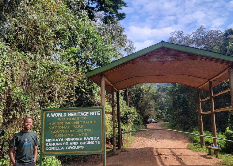 Uganda gorilla trekking in low tourist season – Gorilla Uganda journal