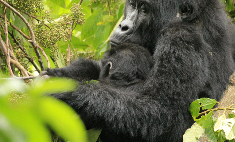 Where do Mountain Gorillas live? – Gorilla Uganda journal