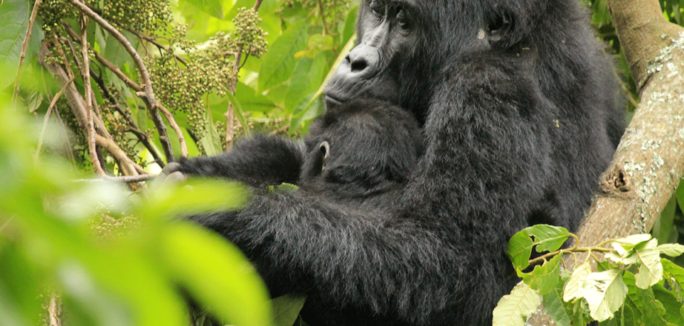 Where do Mountain Gorillas live?