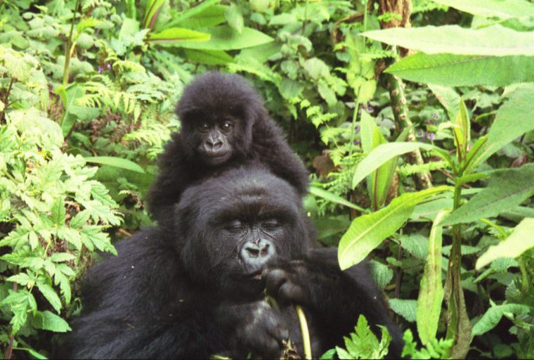 8 days Congo Gorilla Extravaganza Package