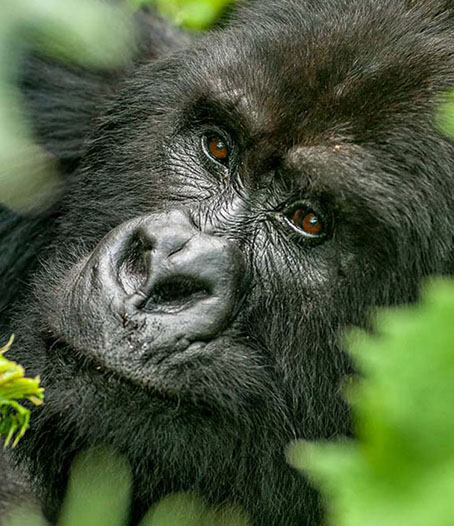 10 Days Rwanda and Congo Gorilla Trekking Tour
