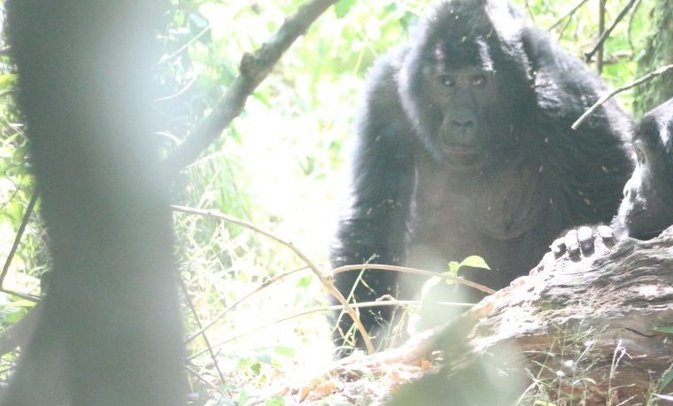 Can Gorillas Swim? Do Mountain Gorillas swim?  – Gorilla Uganda journal