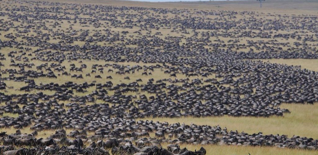 wildebeest migration and gorilla trekking