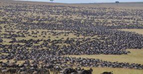 wildebeest migration and gorilla trekking