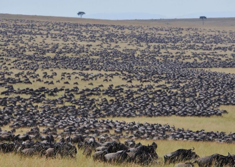 The Great Wildebeest Migration and Gorilla Trekking in Africa – Gorilla Uganda journal