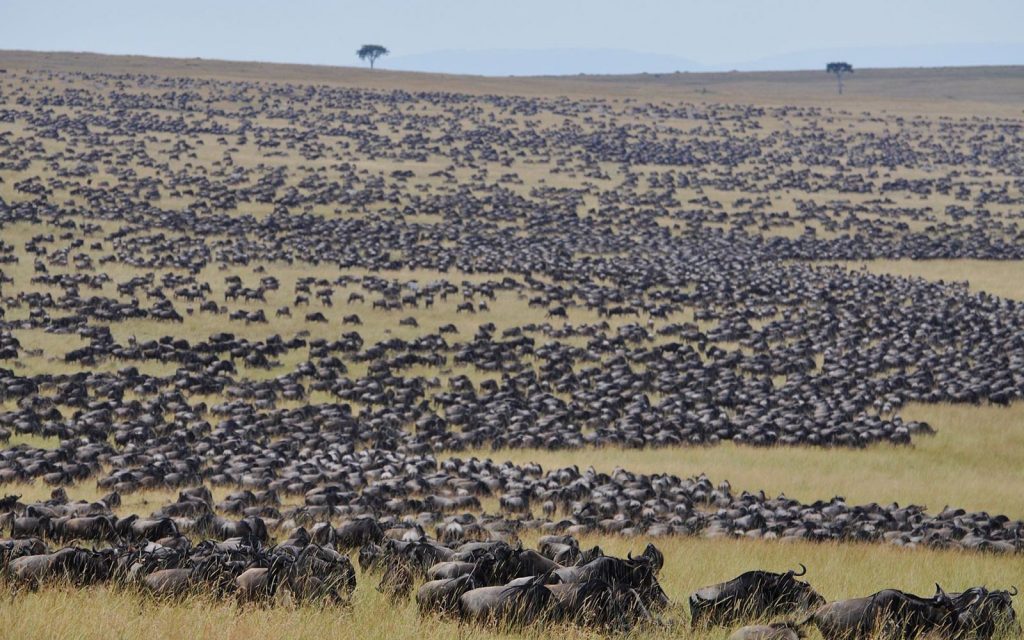 The Great Wildebeest Migration and Gorilla Trekking in Africa