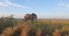 Endangered Species in Murchison Falls National Park