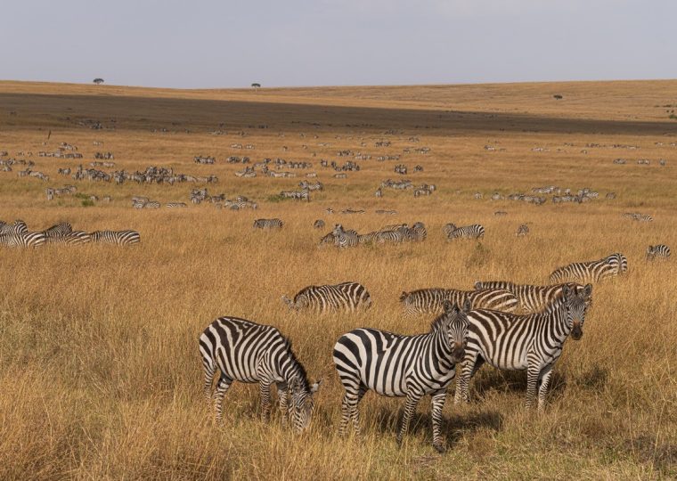 22 Days Discover East Africa Safari