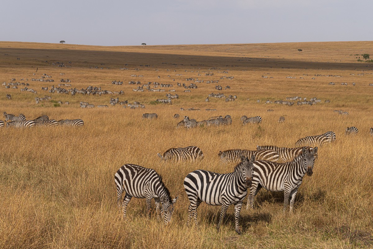 4 Days Masai Mara Safari – Private safari journey