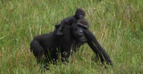 5 Days Lowland and Mountain Gorillas Safari