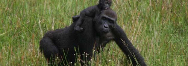 5 Days Lowland and Mountain Gorillas Safari