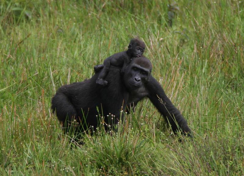 5 Days Lowland and Mountain Gorillas Safari