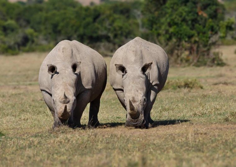 5 Days Ol Pejeta Conservancy and Uganda Gorilla Safari