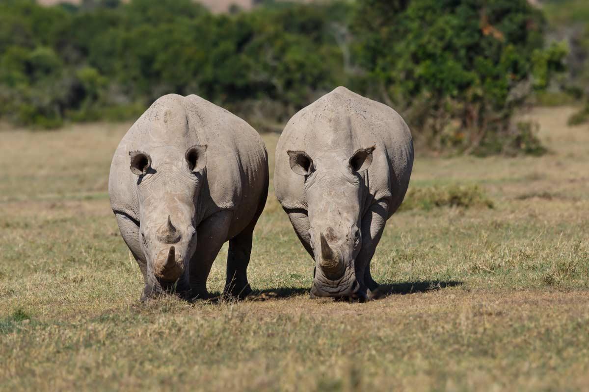 5 Days Ol Pejeta Conservancy and Uganda Gorilla Safari – Private safari journey