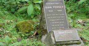 5 Days Rwanda Primates and Dian Fossey Tour