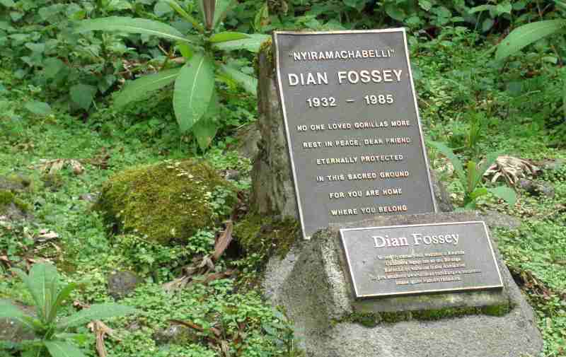 5 Days Rwanda Primates and Dian Fossey Tour – Private safari journey