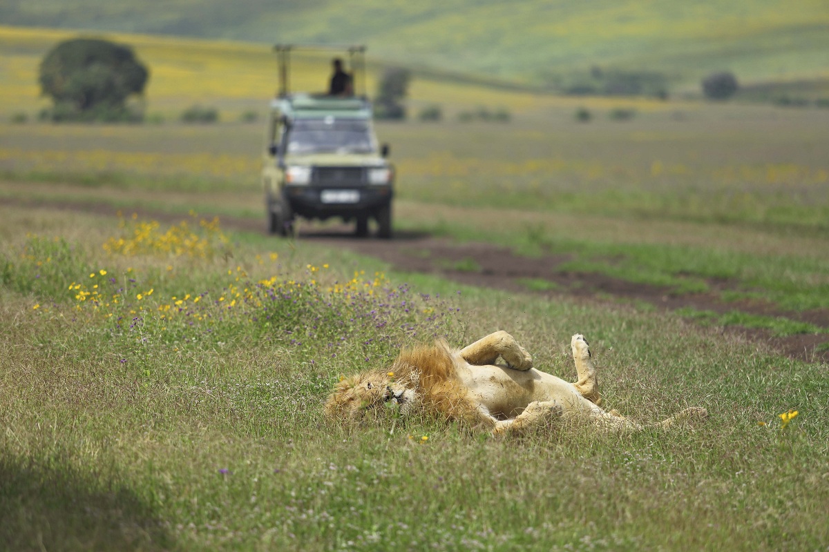 6 Days Ngorongoro and Gorilla Trekking Safari