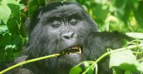 Best Place to See Mountain Gorillas