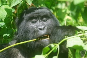 Best Place to See Mountain Gorillas