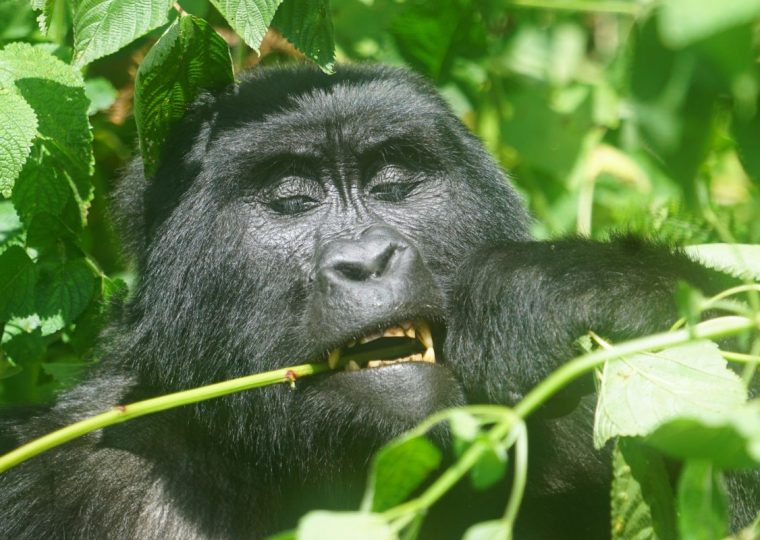 Where is the Best Place to See Mountain Gorillas? – Gorilla Uganda journal