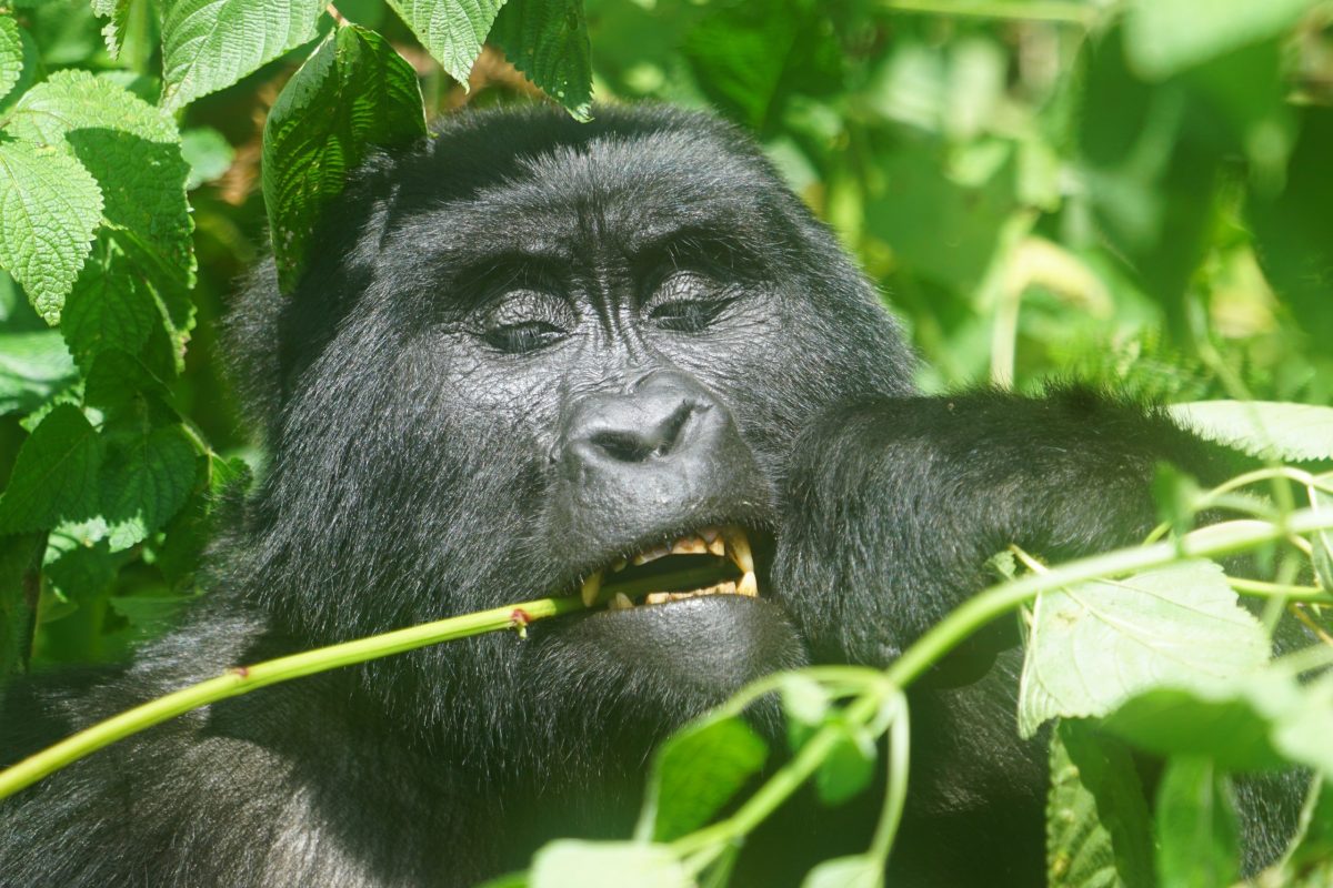 Where is the Best Place to See Mountain Gorillas? – Gorilla Uganda journal