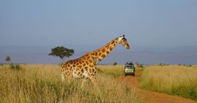 7 Days January Tour in Uganda