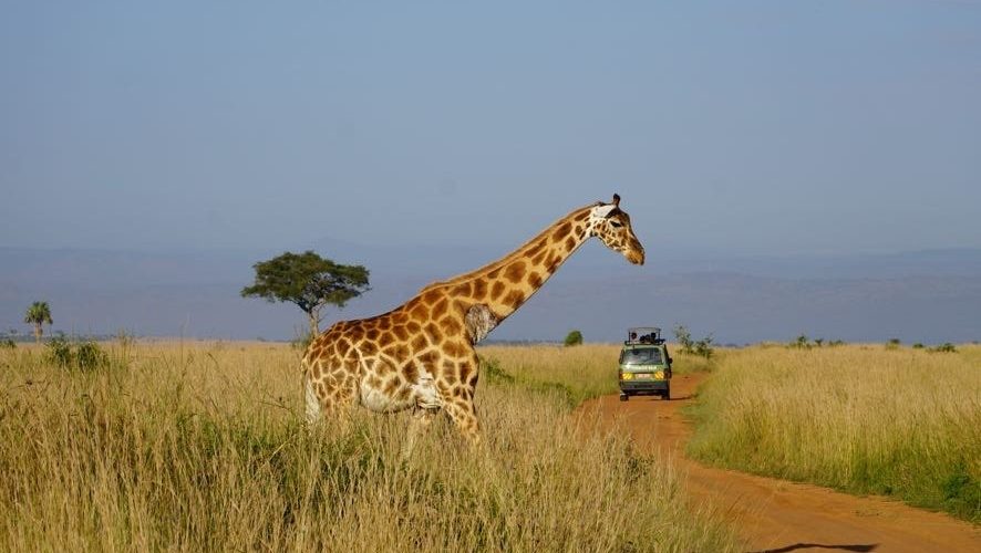 7 Days January Tour in Uganda