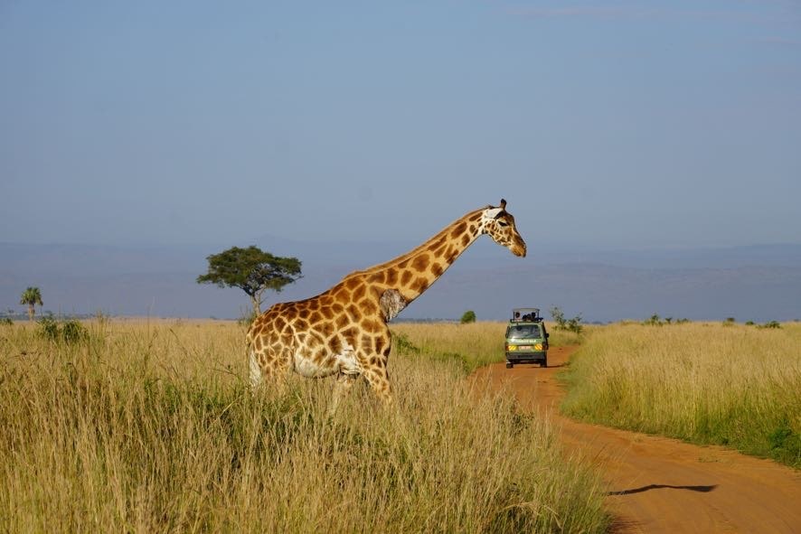 7 Days January Tour in Uganda – Private safari journey