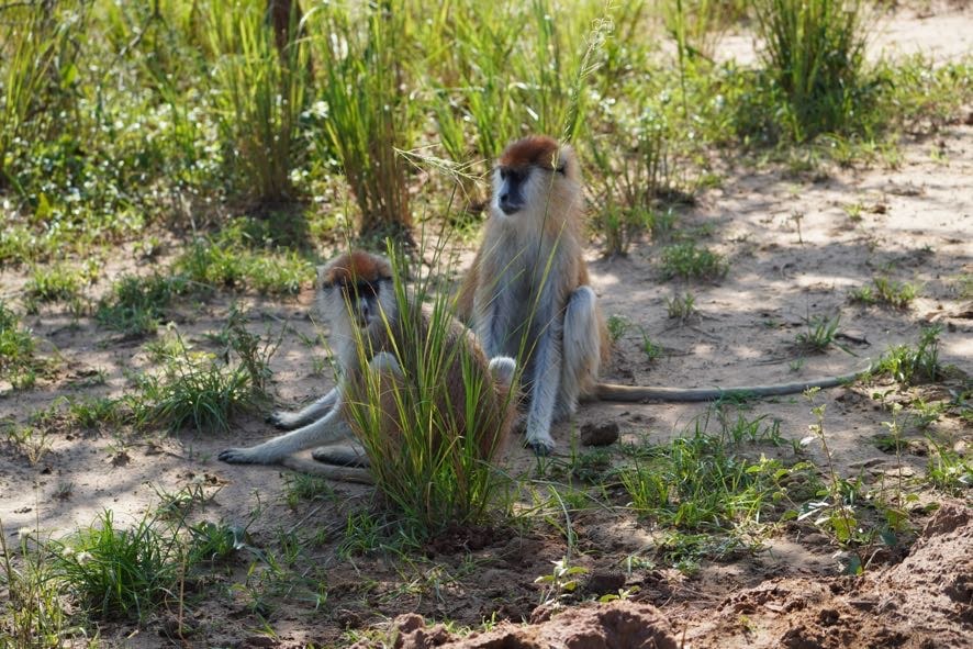 5 Days Uganda Christmas Holiday – Private safari journey