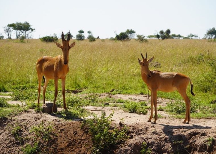 4 days Uganda gorillas and Akagera National Park safari