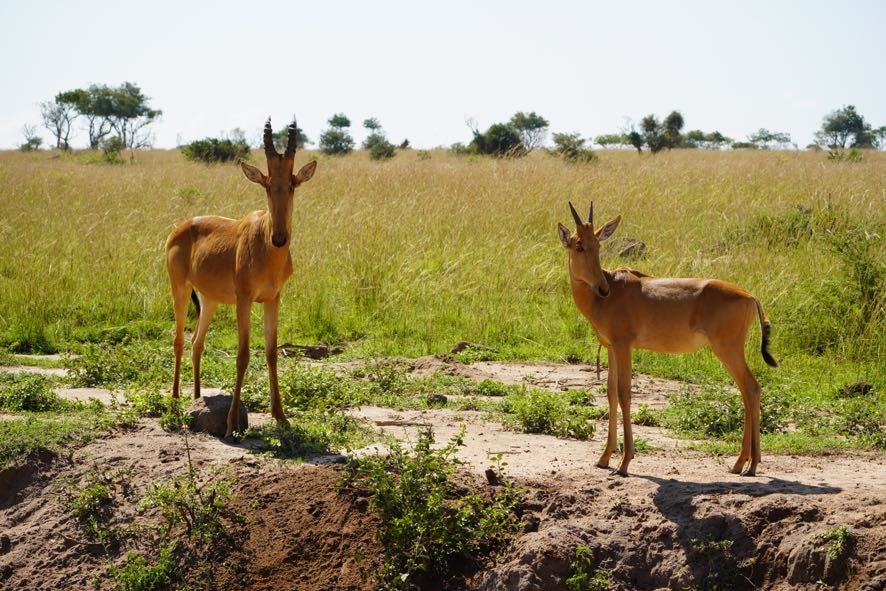 4 days Uganda gorillas and Akagera National Park safari