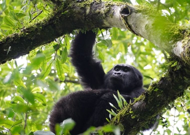 5 Days Uganda Primates Adventure