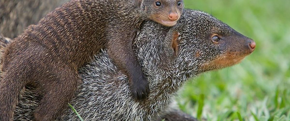 Endangered Species in Queen Elizabeth National Park