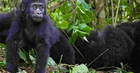 Is gorilla trekking in Uganda worth the money?