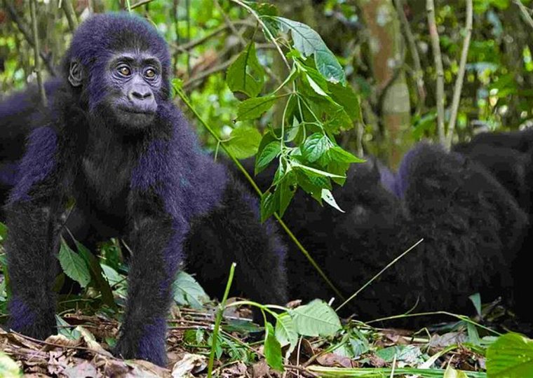 3 Days Kahuzi Biega Lowland Gorilla Safari