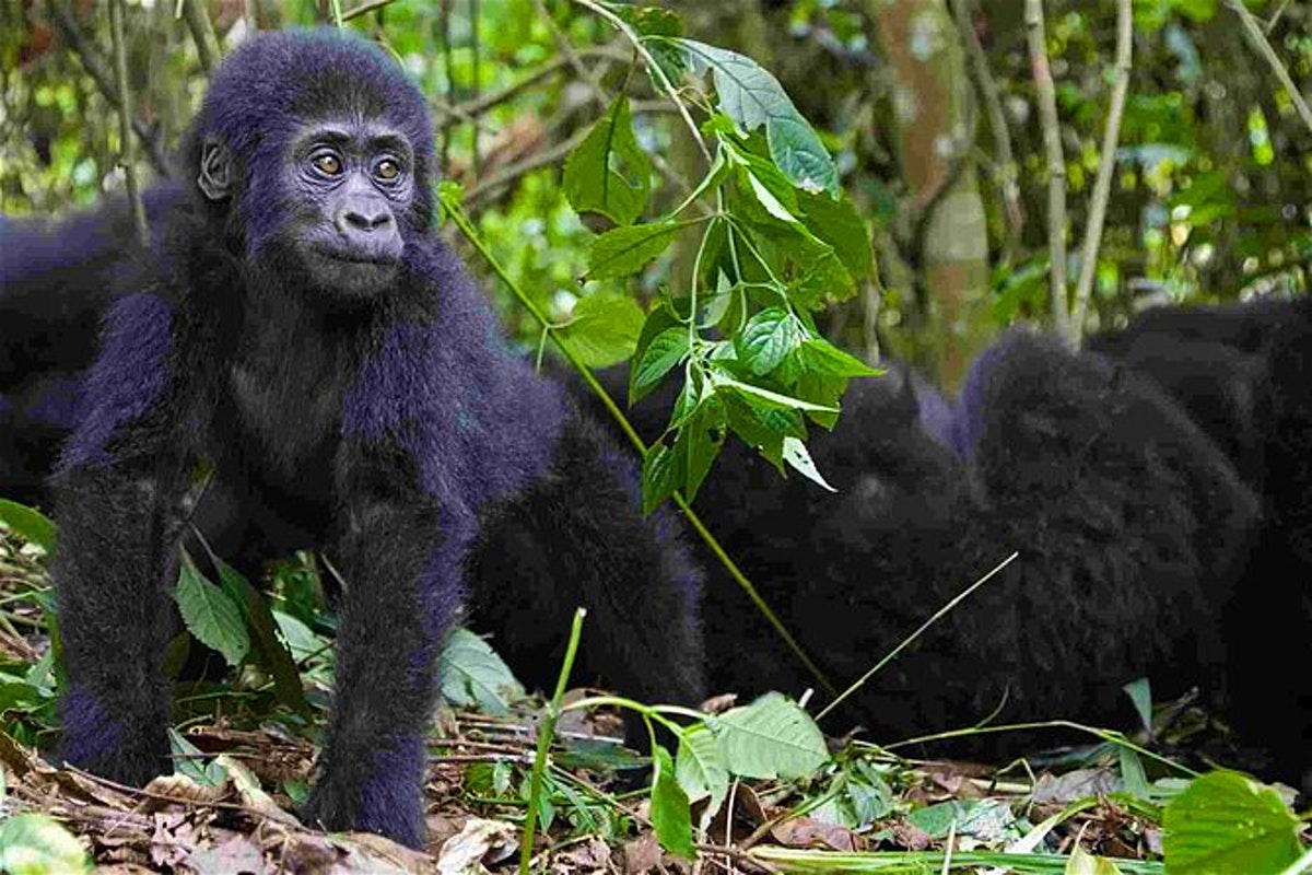 Is gorilla trekking in Uganda worth the money? – Gorilla Uganda journal
