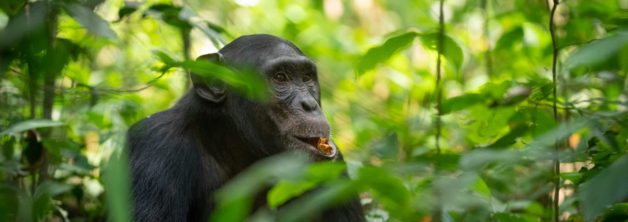 New Chimpanzee Permit Price for Kibale National Park