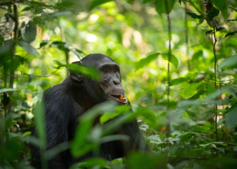 New Chimpanzee Permit Price for Kibale National Park (2024 – 2026) – Gorilla Uganda journal