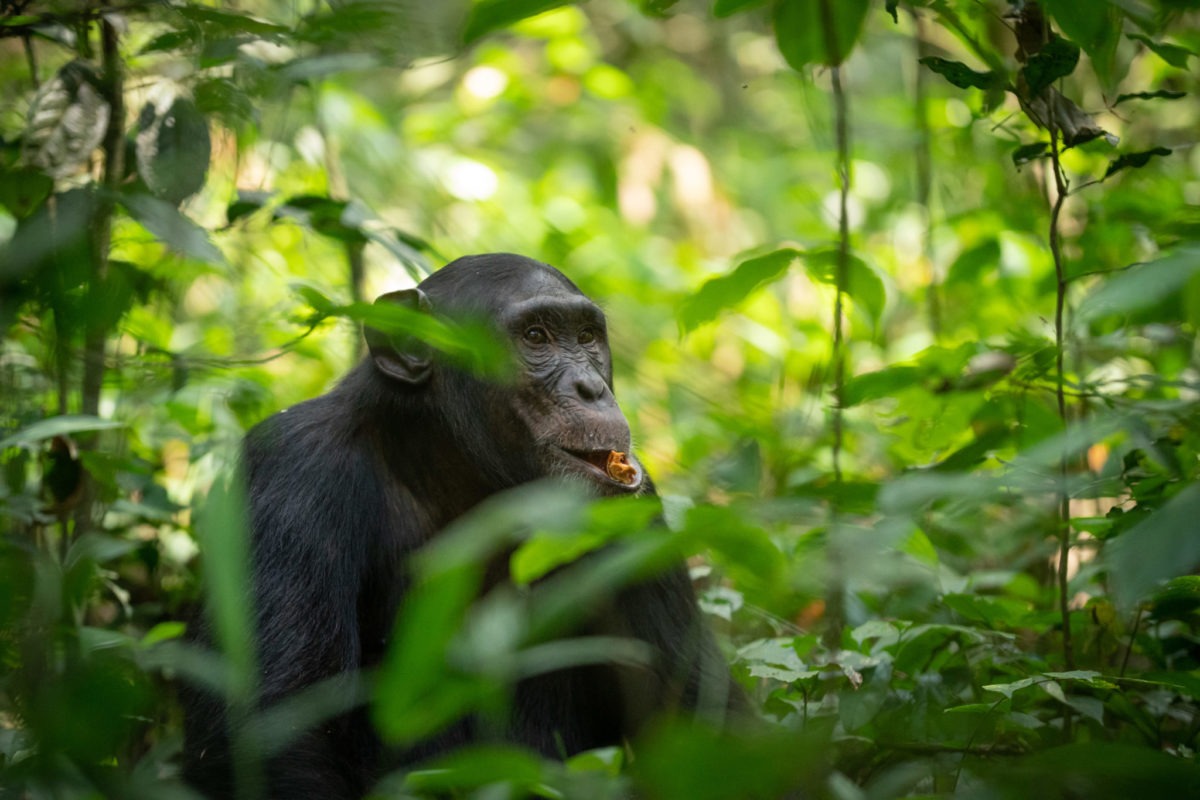 New Chimpanzee Permit Price for Kibale National Park (2024 – 2026) – Gorilla Uganda journal