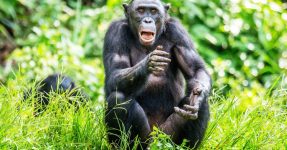 New Chimpanzee Permit Price for Kyambura Gorge