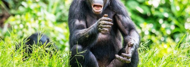 New Chimpanzee Permit Price for Kyambura Gorge