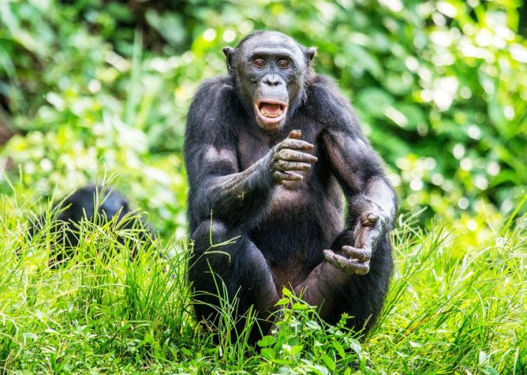 New Chimpanzee Permit Price for Kyambura Gorge (2024-2026) – Gorilla Uganda journal