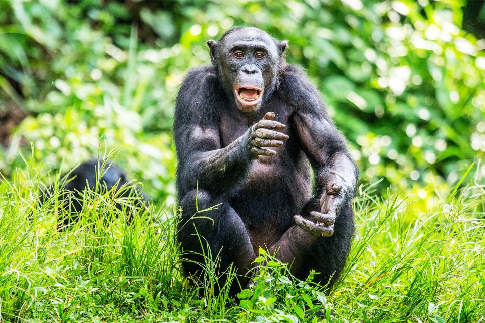 New Chimpanzee Permit Price for Kyambura Gorge (2024-2026) – Gorilla Uganda journal