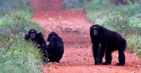 New Chimpanzee Permit Prices for Budongo Forest