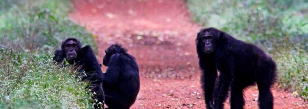 New Chimpanzee Permit Prices for Budongo Forest