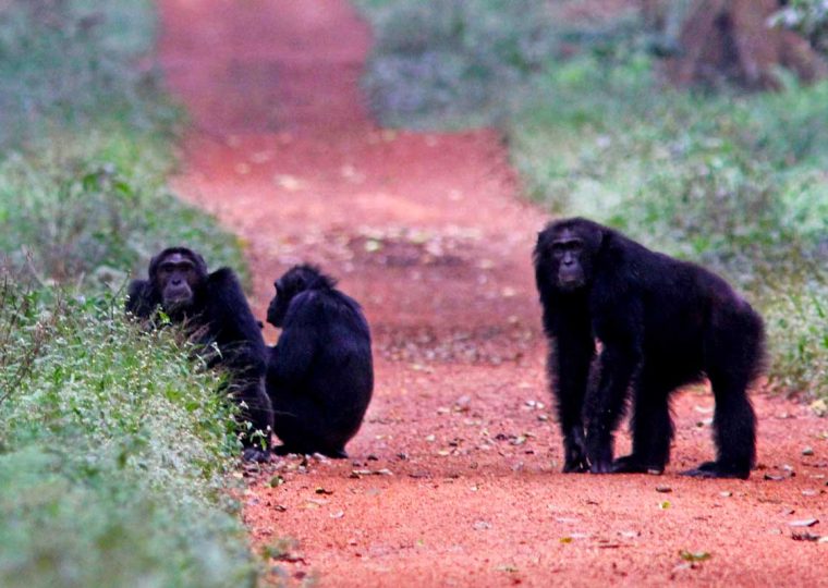 New Chimpanzee Permit Prices for Budongo Forest – Gorilla Uganda journal